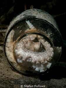 Hideaway ...
Coconut Octopus - Amphioctopus marginatus
... by Stefan Follows 